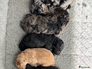 Miniature Poodle dogs - Advert 30