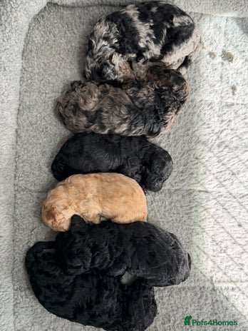 Miniature Poodle dogs - Advert 12