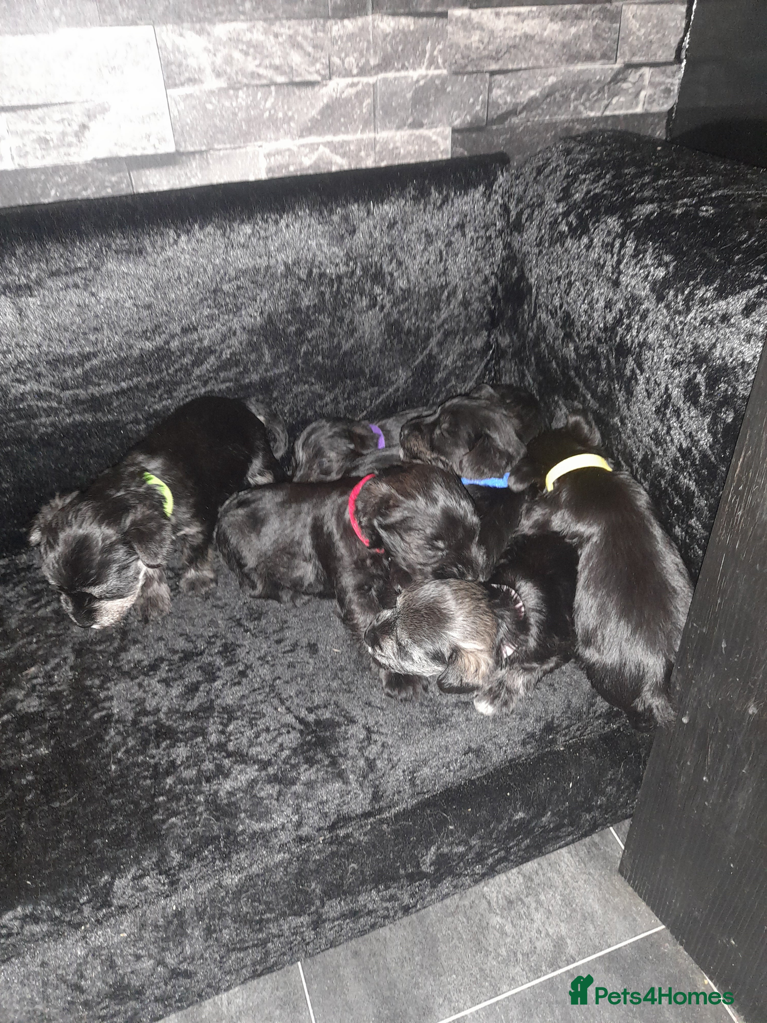 Mixed Breed dogs Snorkie pups - Advert 5