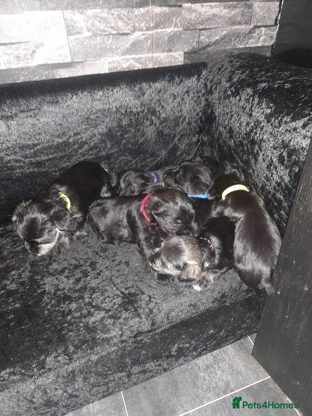 Mixed Breed dogs for sale: Snorkie pups - Advert 1