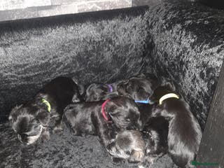 Mixed Breed dogs Snorkie pups - Advert 1