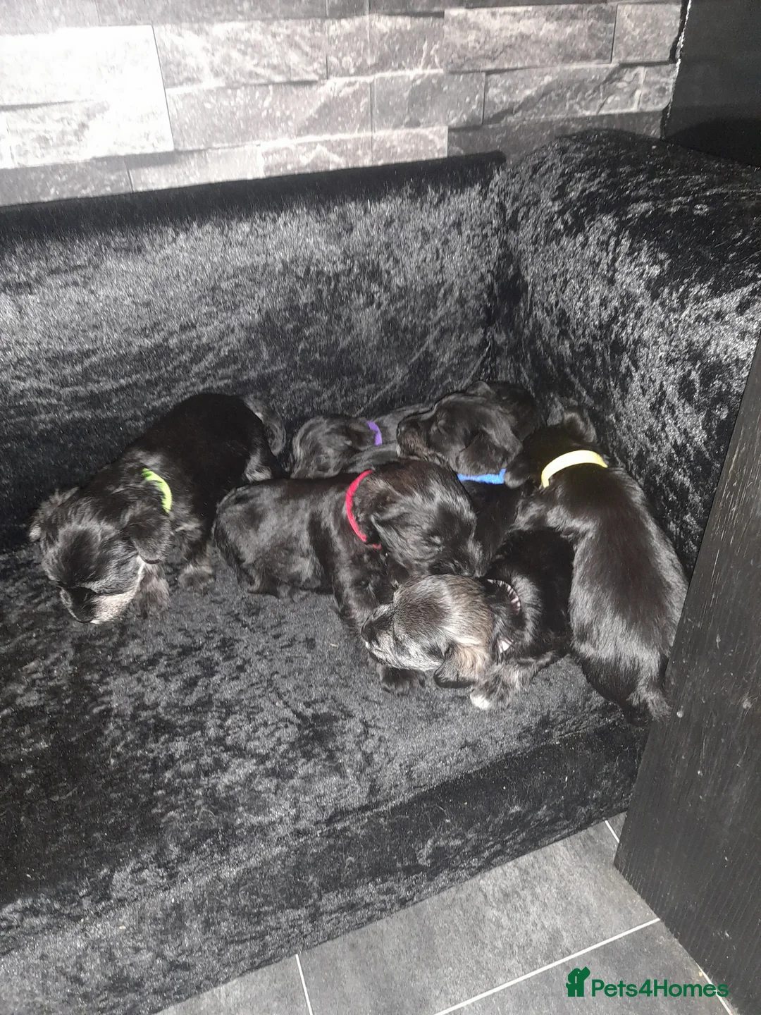 Mixed Breed dogs for sale: Snorkie pups - Advert 1