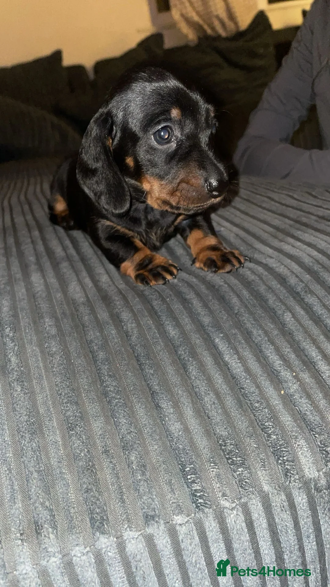 Miniature Dachshund dogs for sale: Miniature Dachshunds - Advert 2