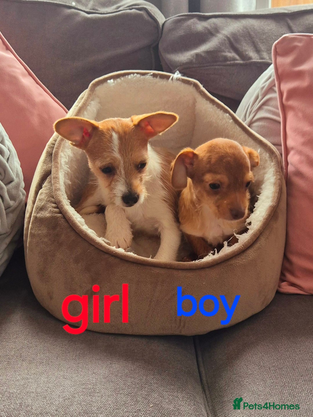 Mixed Breed dogs for sale: Beautiful Jack russell x chihuahua puppies - Advert 3
