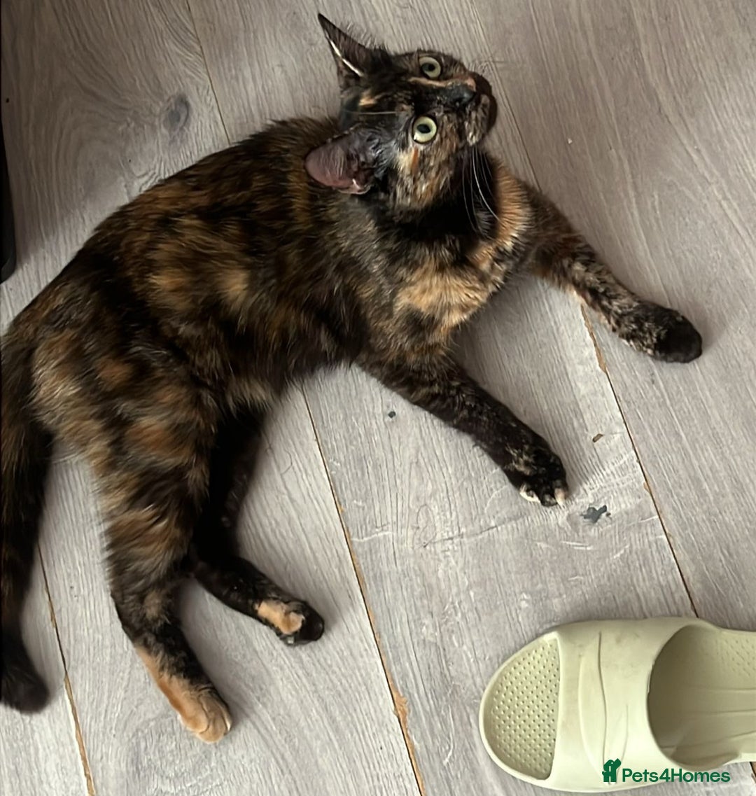 Mixed Breed cats for sale: Two cats in need of a new home. - Image 4