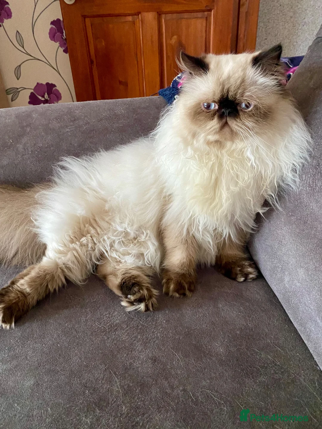 Persian cats for sale: Beautiful Himalayan Persian male for sale - Advert 2