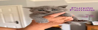 British Shorthair 5