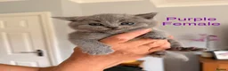 British Shorthair cats for sale: British blue shorthair kittens  - Advert 3
