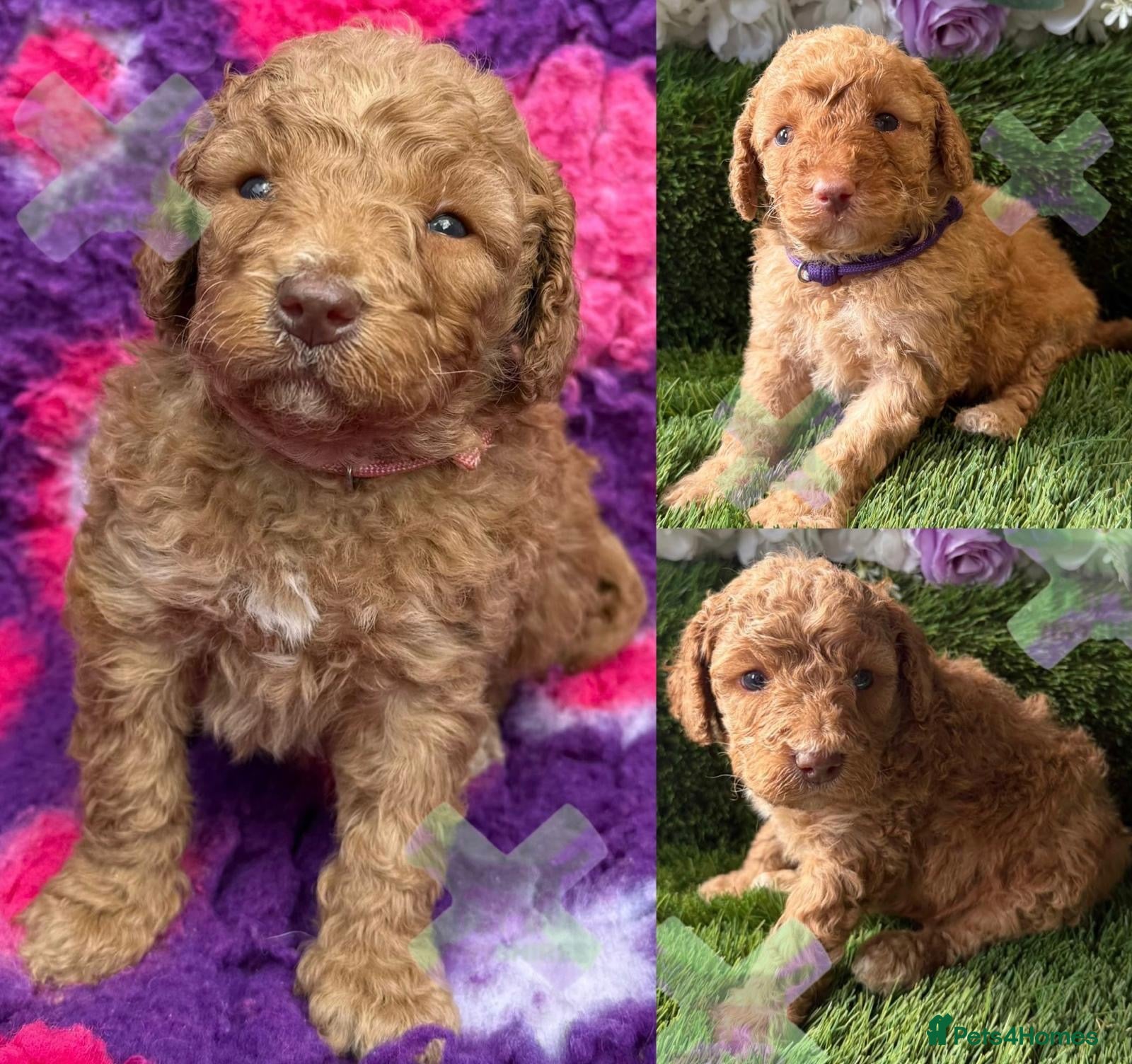 Miniature Poodle dogs KC miniature poodles VARIOUS 17 dna health tested  - Advert 1
