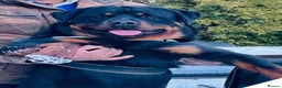 Rottweiler dogs for sale: Mr &miss - Advert 8