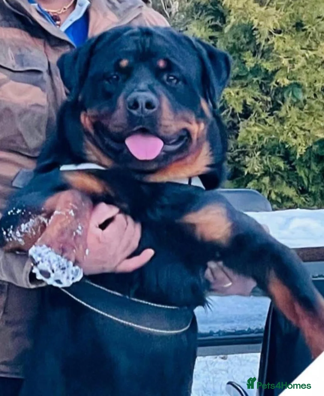 Rottweiler dogs for sale: Mr &miss - Advert 8