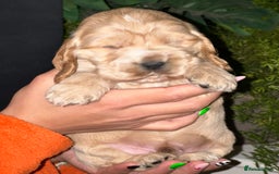 Cocker Spaniel dogs for sale: KC Stunning Golden Show-Type Cocker Spaniel  - Advert 11