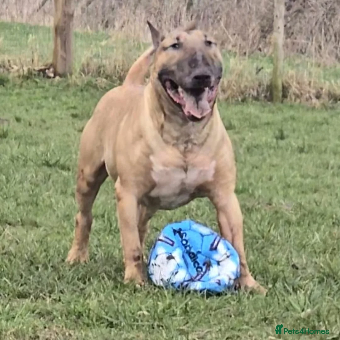 English Bull Terrier dogs for sale: Top Quality KC registered health checked - Advert 18
