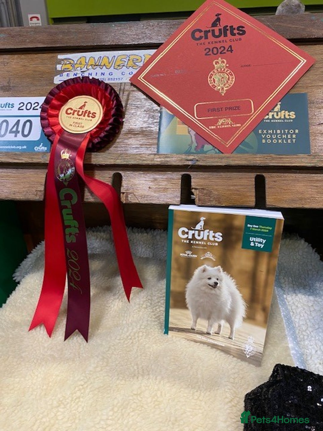 Schnauzer dogs for sale: Kennel Club registered puppies  - Advert 10