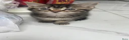 Mixed Breed cats for sale: Last one female tabby kitten left - Advert 3