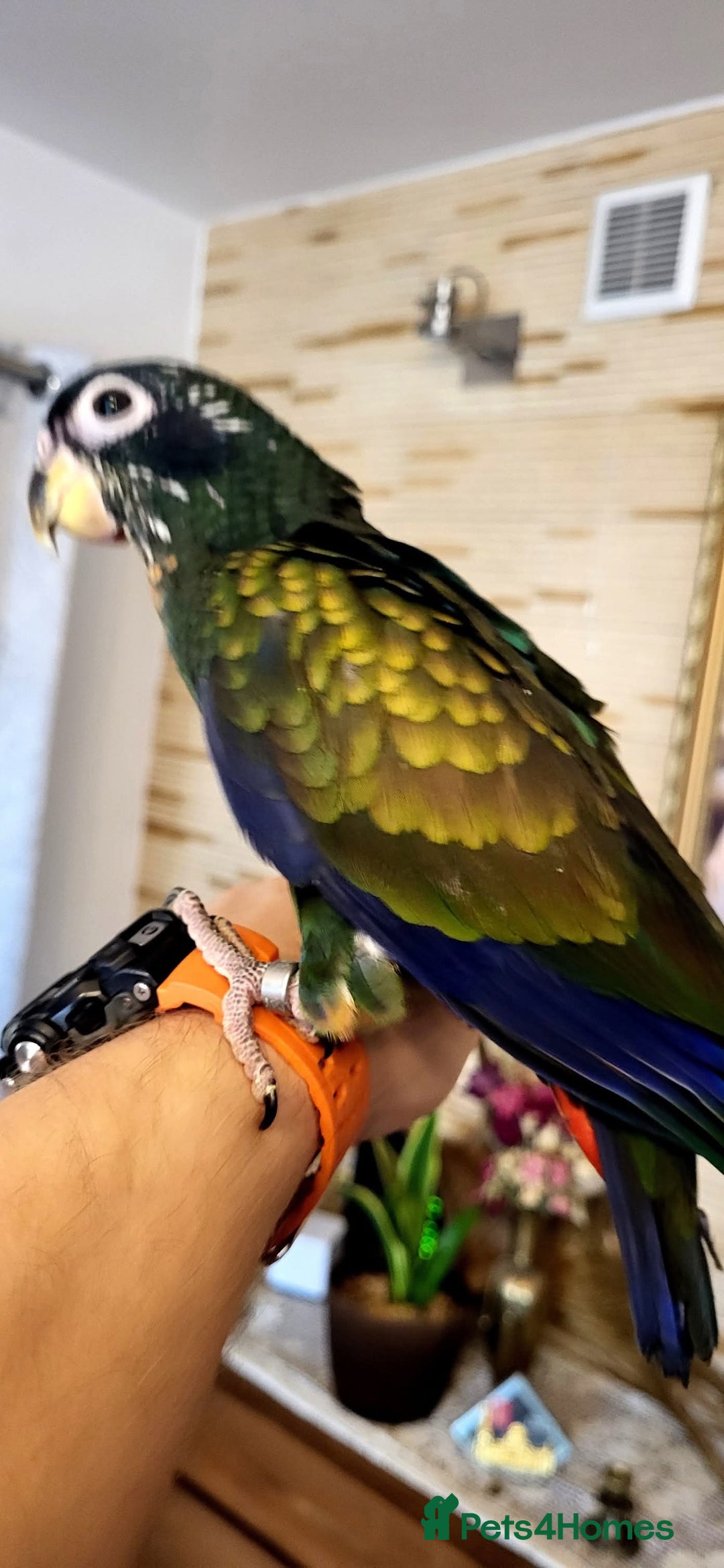 Parrots birds for sale: Bronze winged pionus friendly and tamed  - Advert 4