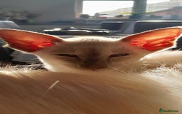 Siamese cats for sale: Siamese boy - Image 7