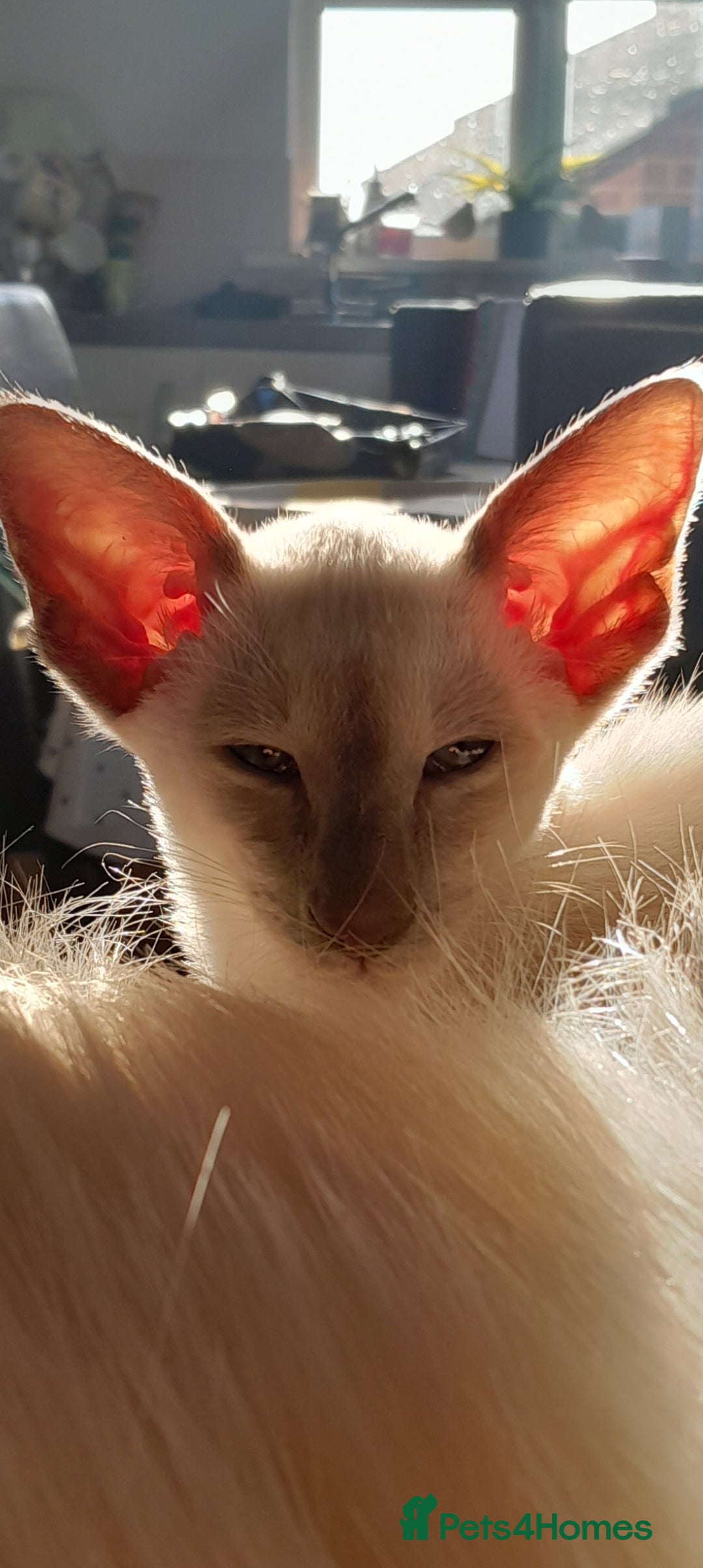Siamese cats for sale: Siamese boy - Image 7