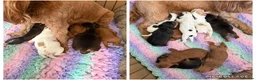 Cockapoo dogs for sale: Gorgeous cockapoos - Advert 4