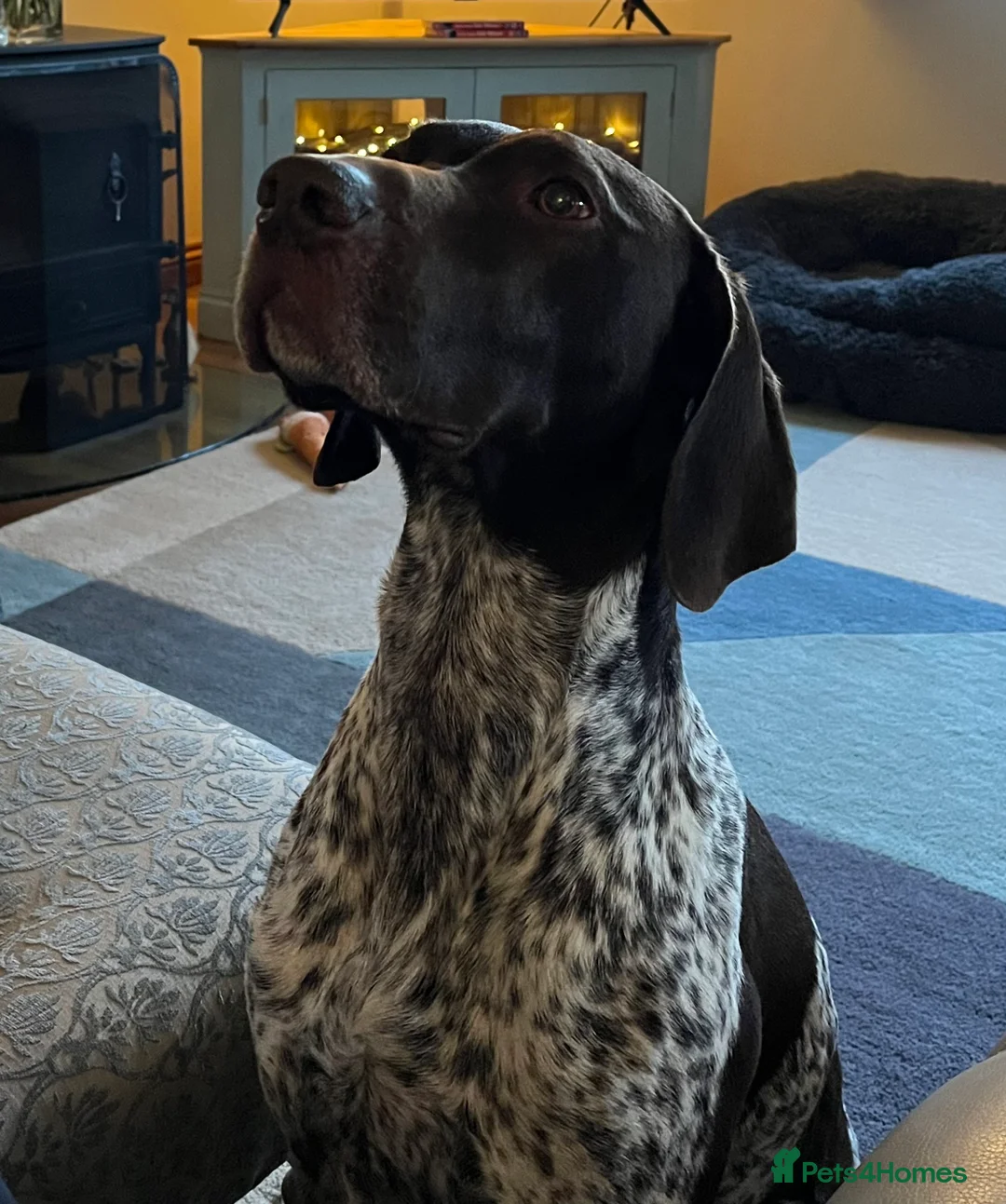 German Shorthaired Pointer dogs for stud: Proven German Shorthaired Pointer - Arthur in Gloucester - Advert 11