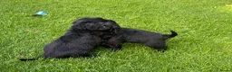 Giant Schnauzer dogs for sale: KC Registered Giant Schnauzer Puppies - Advert 4