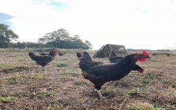 Chickens poultry for sale: Rhode Rock hens - Image 2