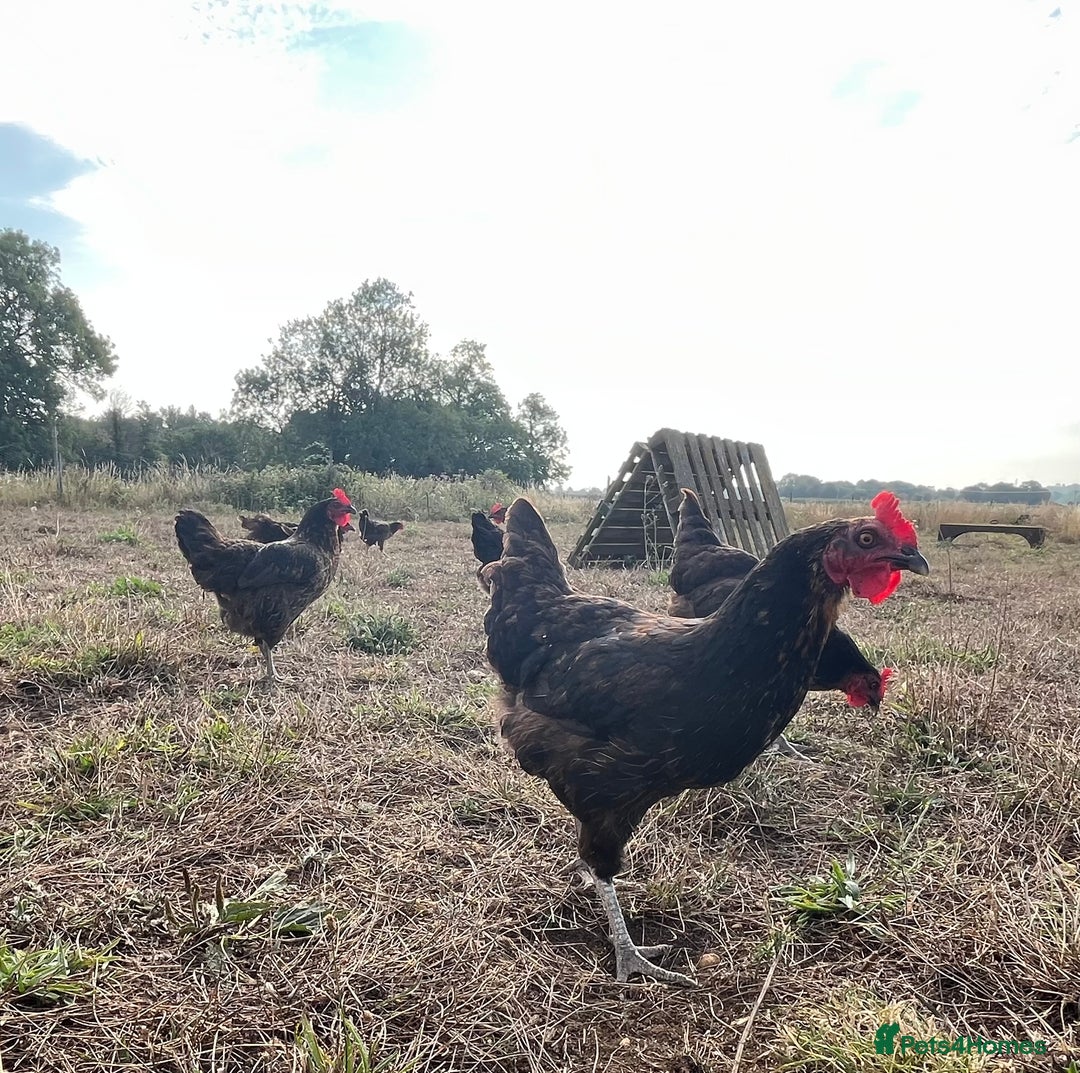 Chickens poultry for sale: Rhode Rock hens - Image 2
