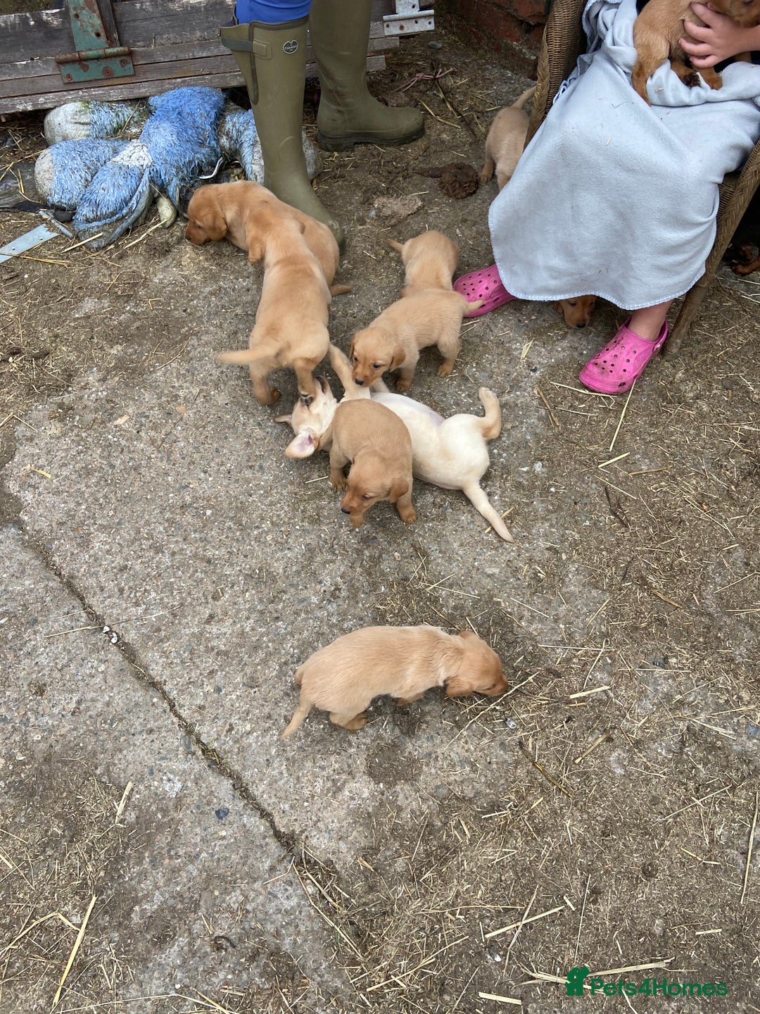 Labrador Retriever dogs for sale: Labrador puppies for sale 🐶 - Image 19
