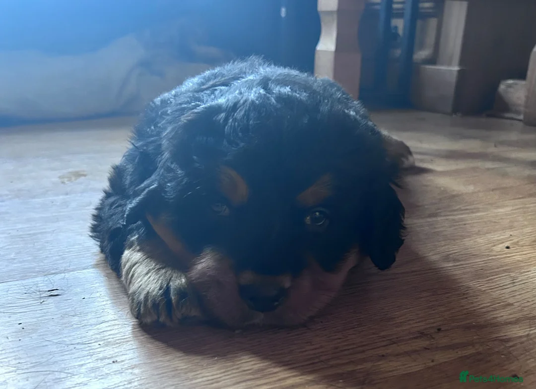 Mixed Breed dogs for sale: LABERNESE puppies - Advert 5