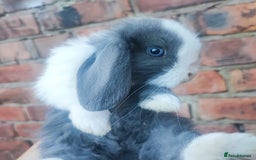 Mini Lop rabbits for sale: Baby mini lop bunnies - Image 1
