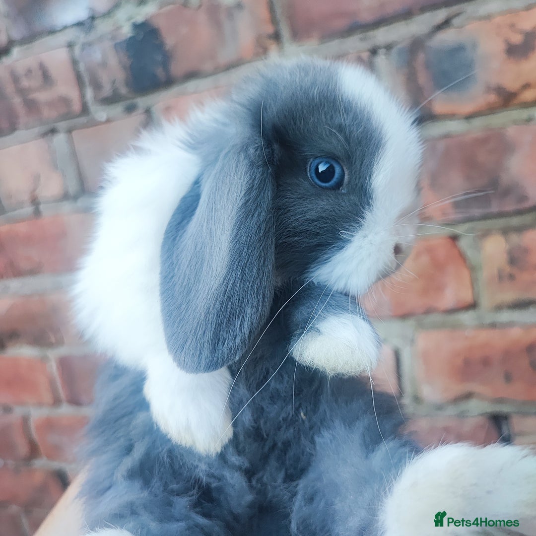 Mini Lop rabbits for sale: Baby mini lop bunnies - Image 1
