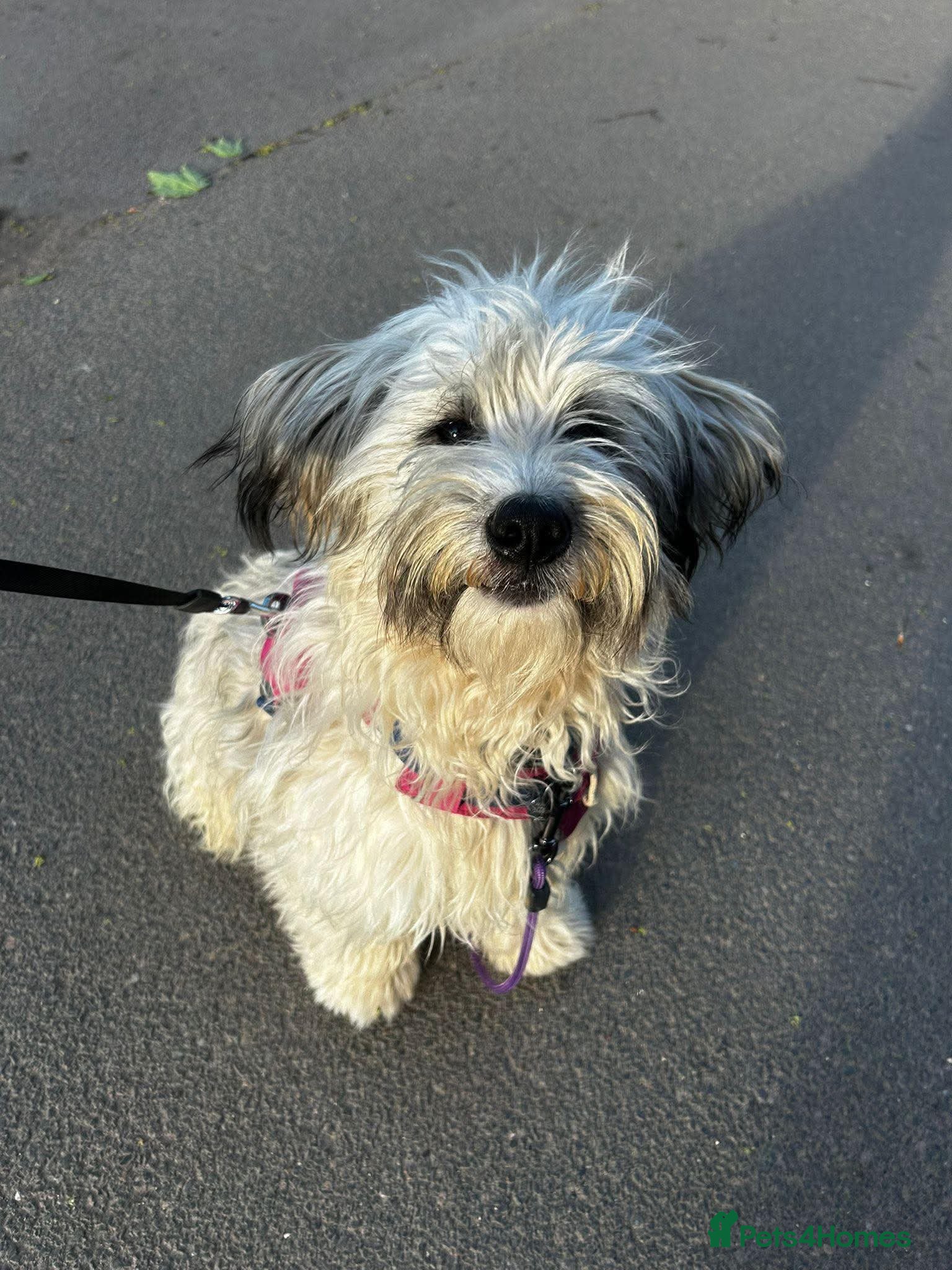 Mixed Breed dogs TEDDY-14 months, super friendly, loves kids&dogs - Advert 11