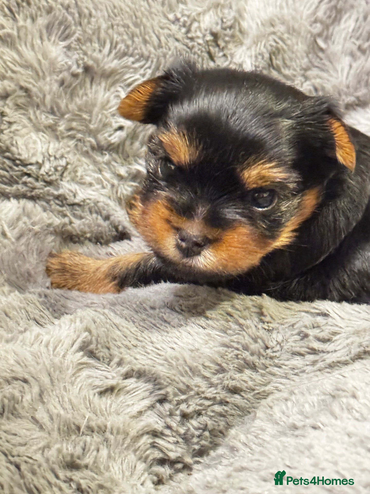 Yorkshire Terrier dogs Beautiful handsome🐶 Yorkshire Terrier Boy - Advert 15