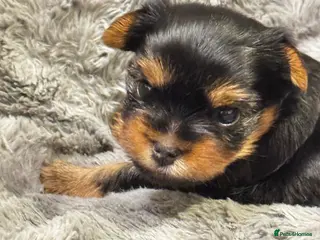 Yorkshire Terrier dogs Beautiful handsome🐶 Yorkshire Terrier Boy - Advert 15