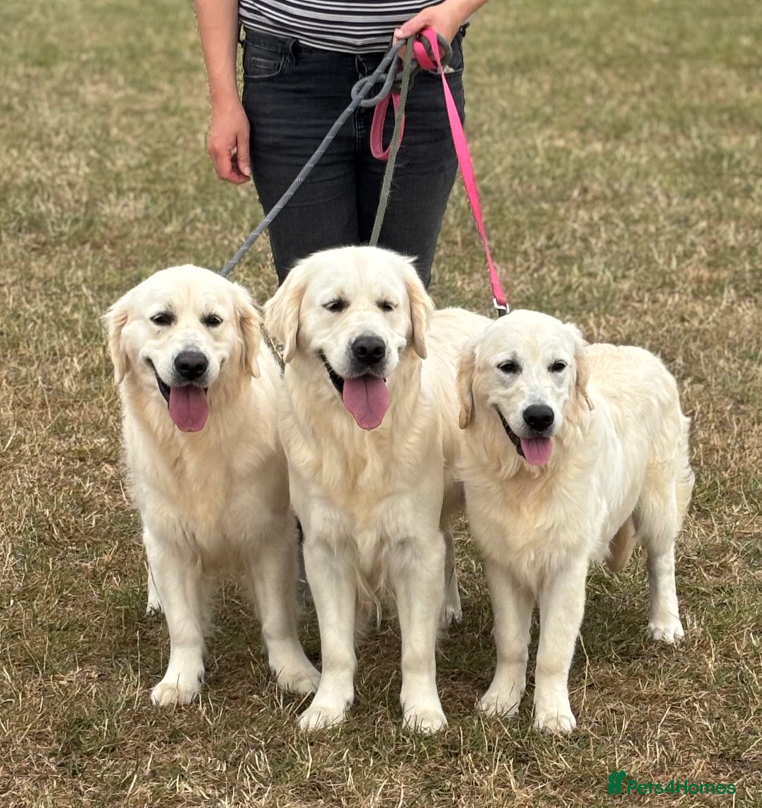 Golden Retriever dogs for sale: Champion line KC reg Golden Retriever pups - Image 8