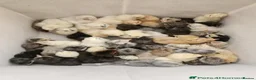 Chickens poultry for sale: Farm Chicks , Adult Layers & Cockerels 12 Breeds - Advert 2