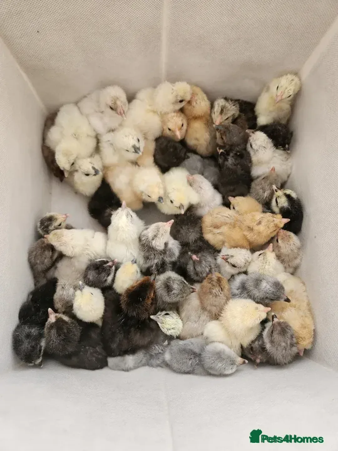 Chickens poultry for sale: Farm Chicks , Adult Layers & Cockerels 12 Breeds - Advert 2