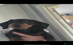 Dachshund dogs for sale: Black and Tan dachshund puppy  - Image 2