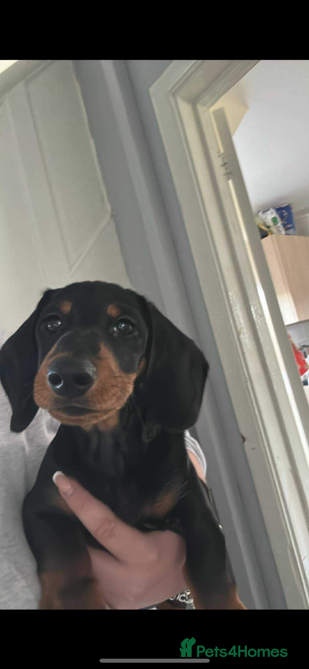 Dachshund dogs for sale: Black and Tan dachshund puppy  - Image 2