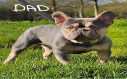 French Bulldog dogs for sale: Black Frenchie  French Bulldog puppy  - Image 9