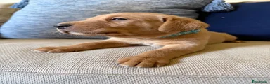 Labrador Retriever 1