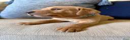 Labrador Retriever dogs for sale: Fox red/yellow Labrador puppies - Advert 4