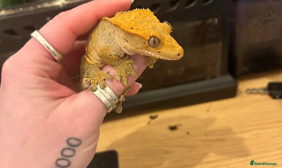 Gecko reptiles for sale: Crested Gecko For Sale - Advert 2