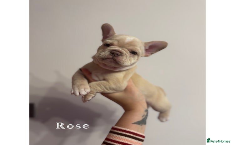 French Bulldog dogs 4 Stunning Cream KC registered French Bulldogs  - Advert 2