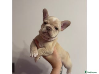 French Bulldog dogs 4 Stunning Cream KC registered French Bulldogs - Advert 1
