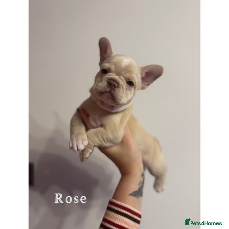 French Bulldog dogs 4 Stunning Cream KC registered French Bulldogs - Advert 2