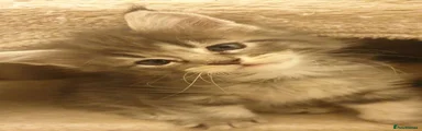 Maine Coon 3