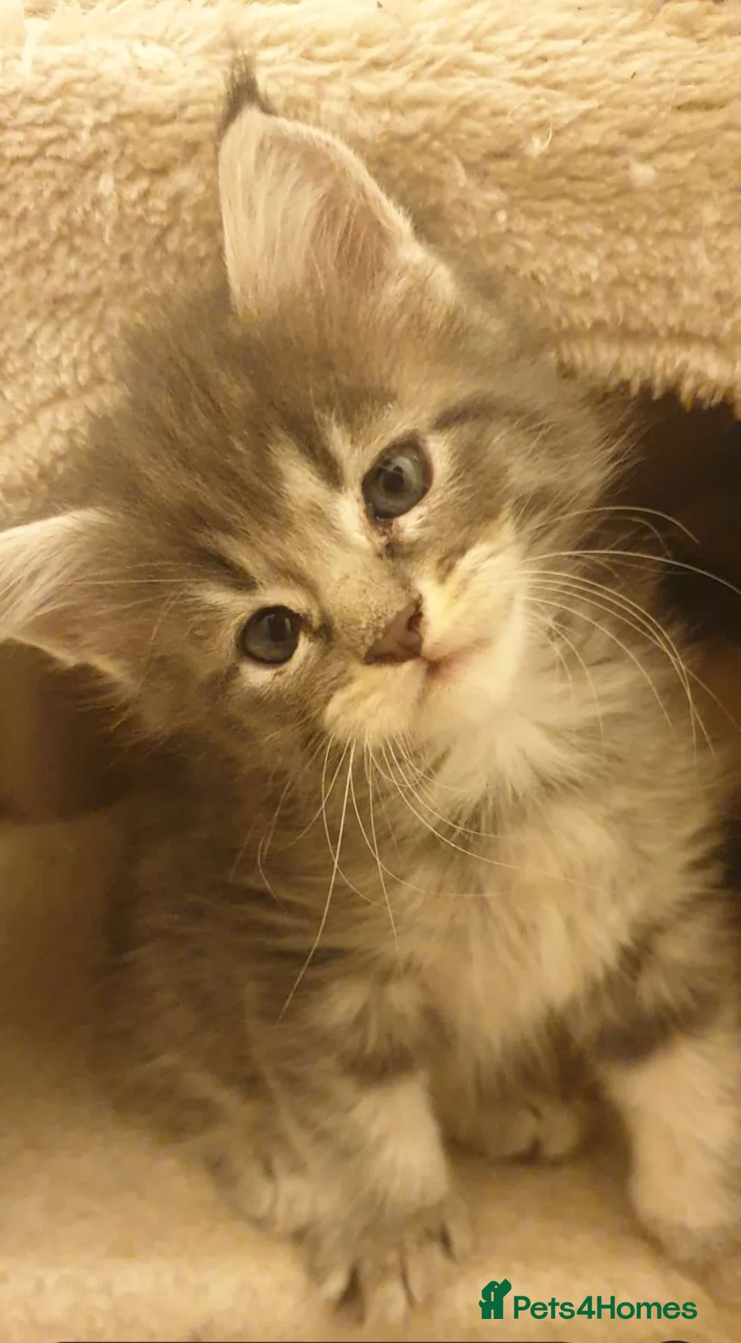 Maine Coon cats for sale: Beautiful Maine Coon Kittens – Ready at 11 Weeks!  - Advert 7