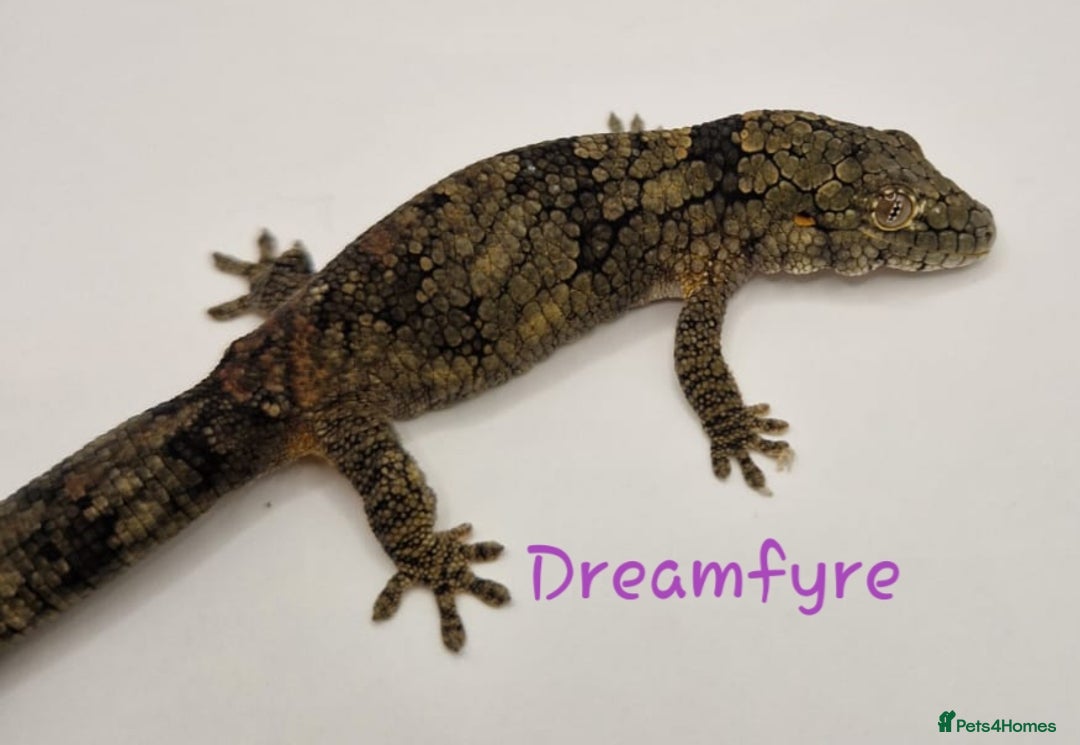Gecko reptiles for sale: Pair of adult Viellardi Chameleon Geckos - Advert 2