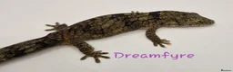 Gecko reptiles for sale: Pair of adult Viellardi Chameleon Geckos - Advert 2